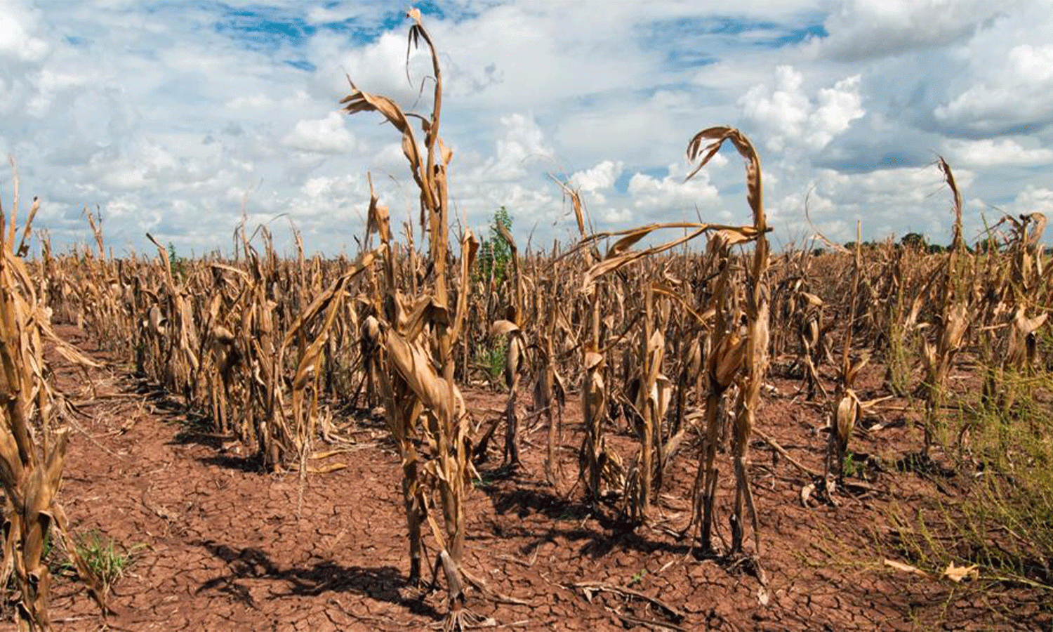 La conexión entre las sequías y el cambio climático | Union of Concerned  Scientists