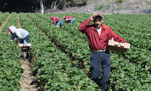jornalero pizca fresas en el campo de Salinas, CA
